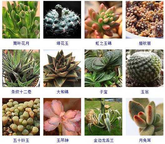多肉植物150种大全,多肉种植攻略150种常见多肉植物