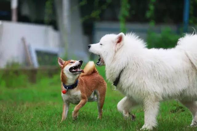 优狗宠物度假寄养房间,春节24小时宠物寄养机构价目表