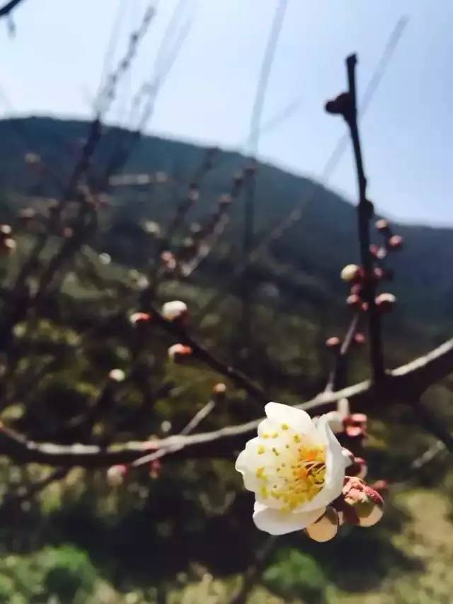 苏州春季梅花免费观赏胜地,苏州梅园赏梅花时间