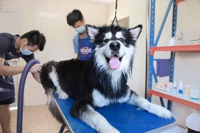 优狗宠物度假寄养房间,春节24小时宠物寄养机构价目表