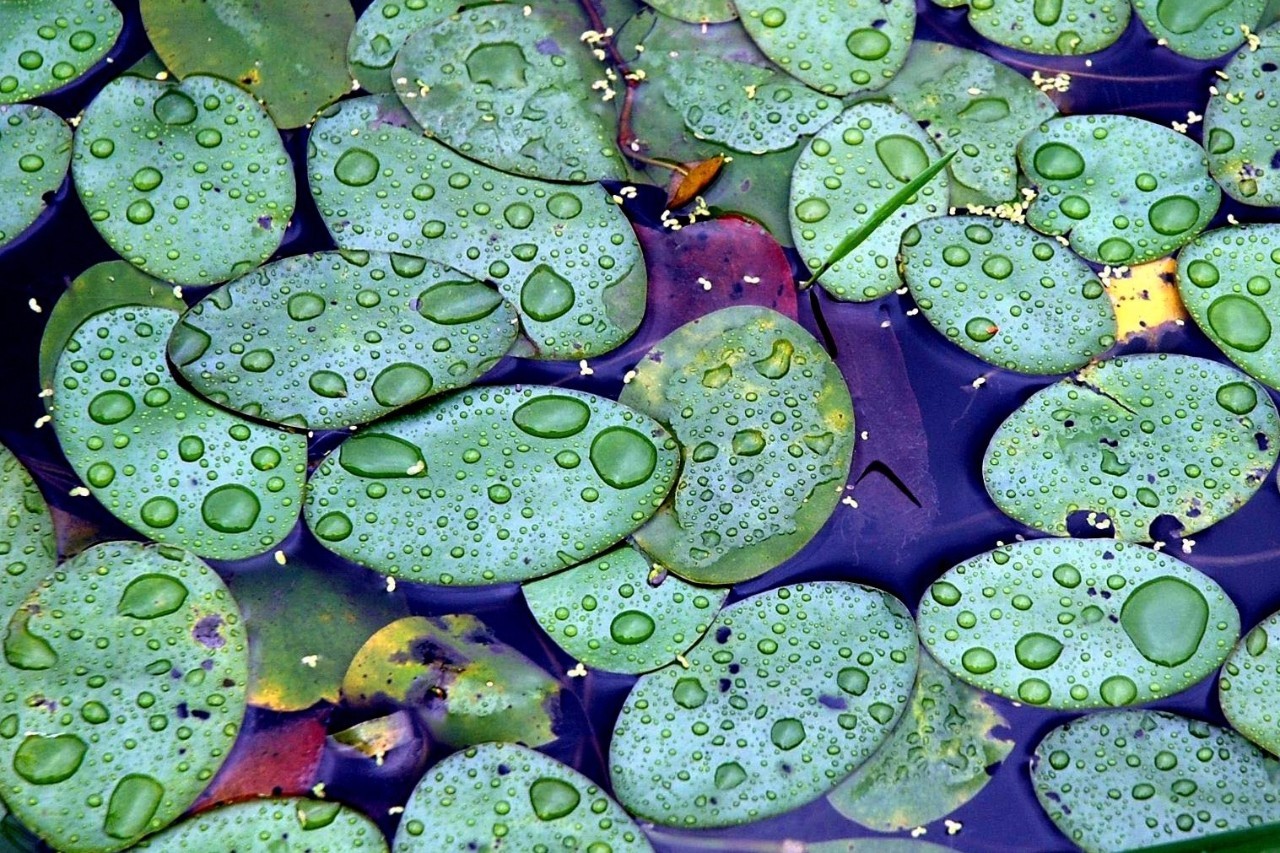景观植物清单大全图解,河道景观种植植物