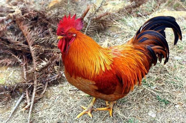 碎碎念2020,2017鸡年纪念日历