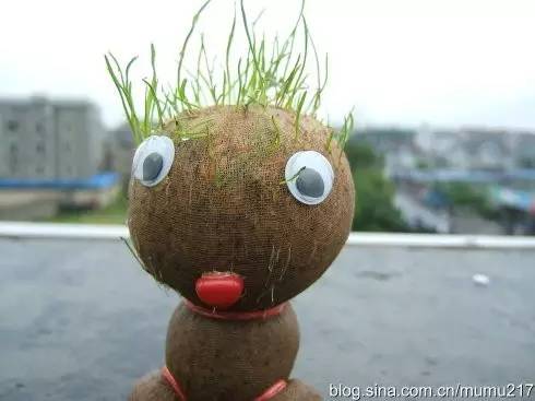 薰衣草小熊,薰衣草小熊是什么