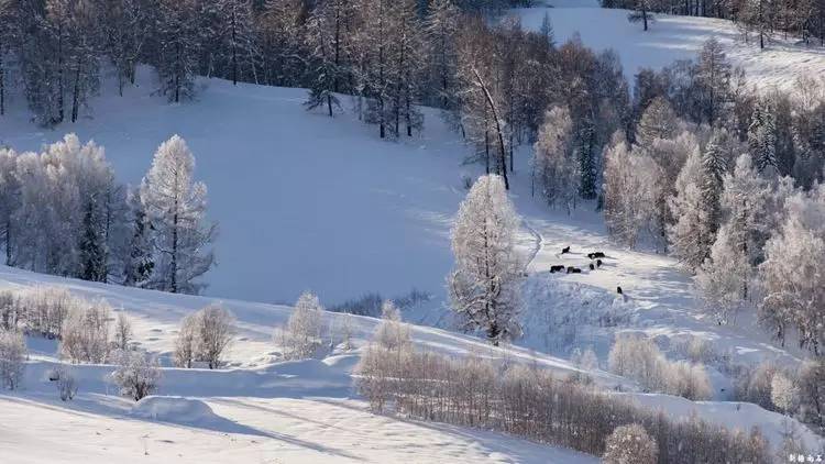 最新喀纳斯禾木视频,新疆喀纳斯禾木冬天视频