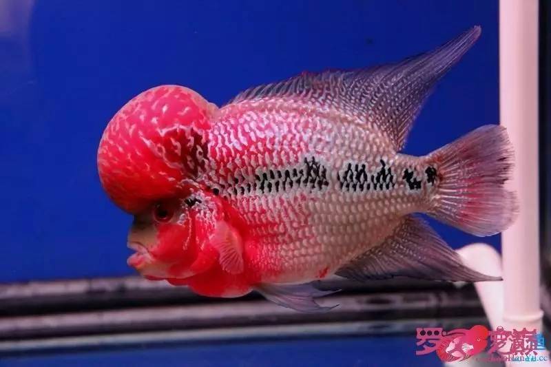 小罗烧牛筋,小罗烧鱿鱼