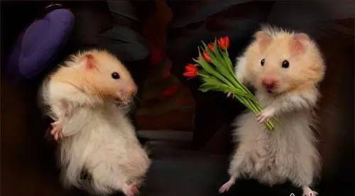 迪士尼魔法狗粮:他和她的故事(内附上期中奖名单)