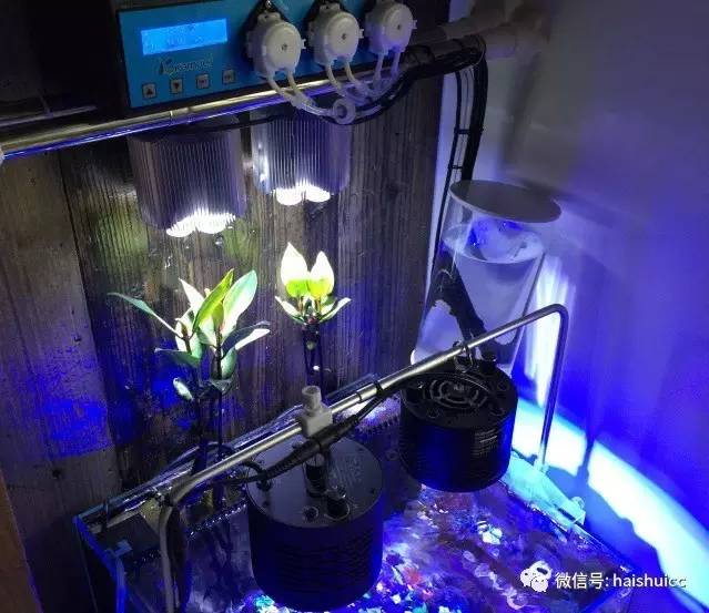 无蛋分，玩混养，还养的这么好？