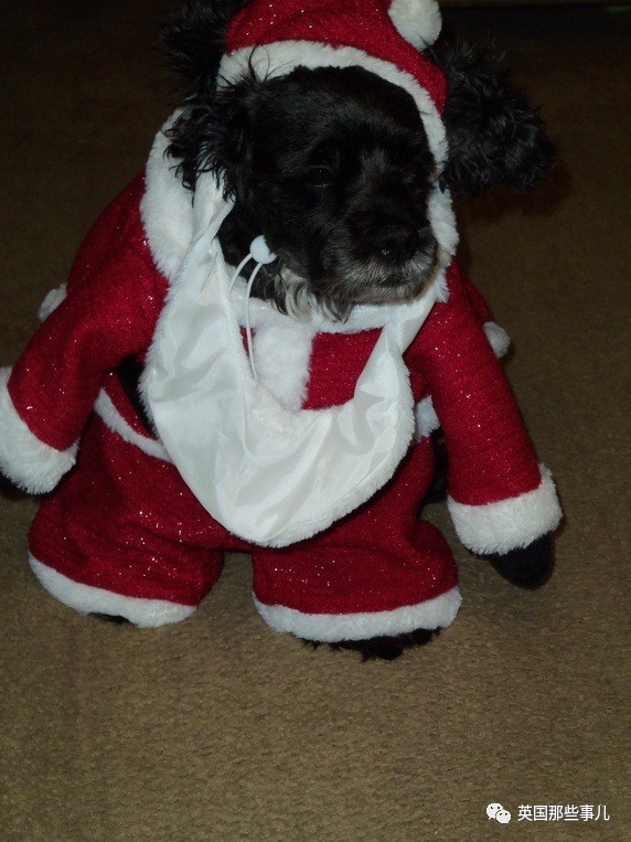 什么狗狗都有尴尬期吗,狗狗会尴尬吗