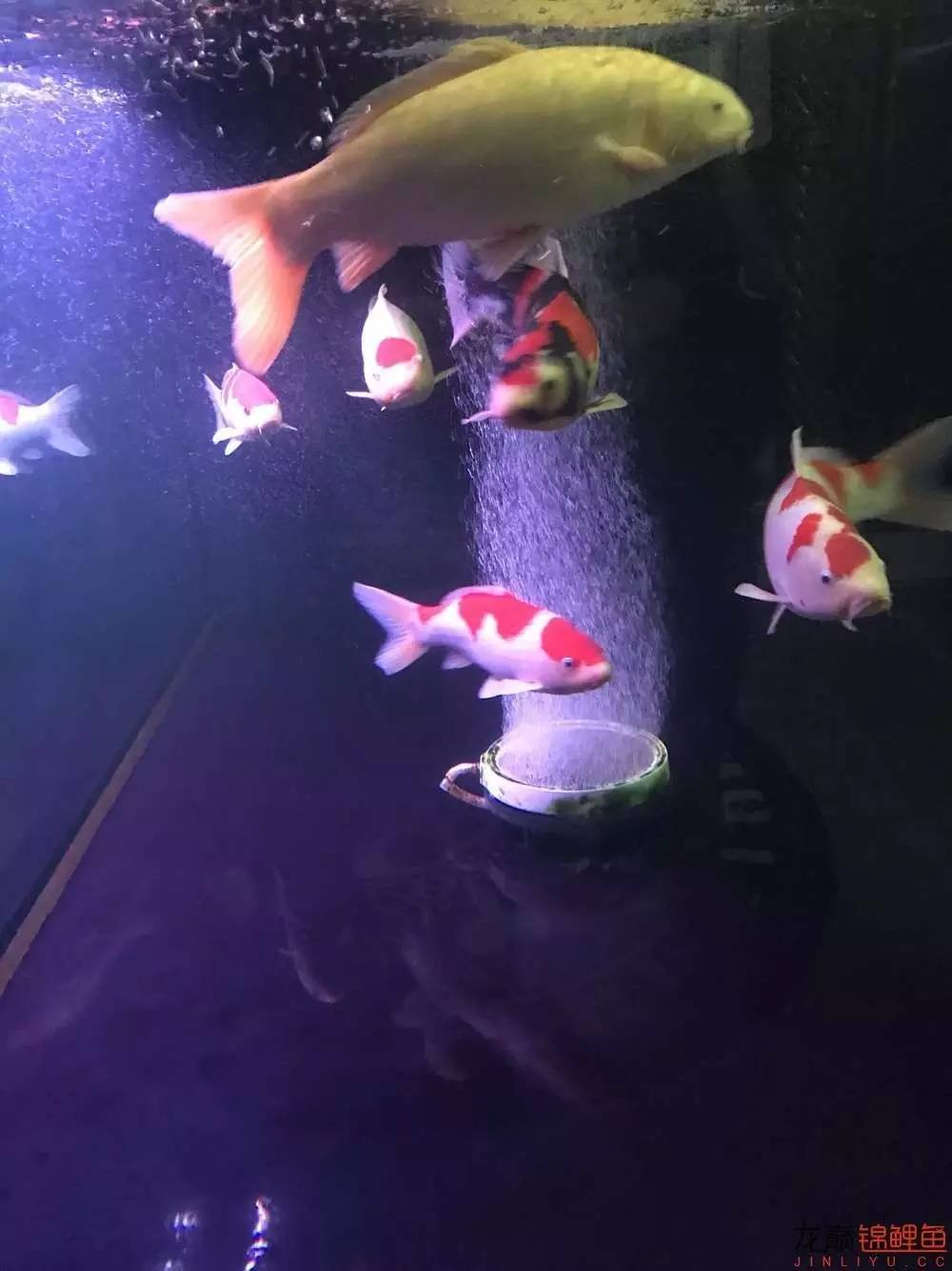 地缸里面漂浮的粉末怎么解决,粘的地缸怎么干得快