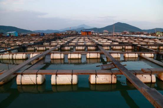 福建宁德市三都大黄鱼,宁德三都港大黄鱼