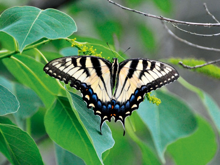 西双版纳从下飞机开始的攻略,进入西双版纳的视频
