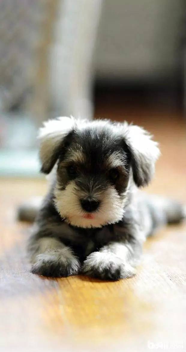 幼犬雪纳瑞得了细小,雪纳瑞幼犬得细小能治好吗