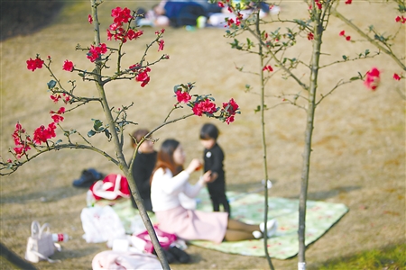 春花来报到*光春**无限好山城春意闹