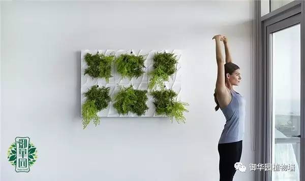 室内植物墙优缺点,摆放型植物墙设计步骤