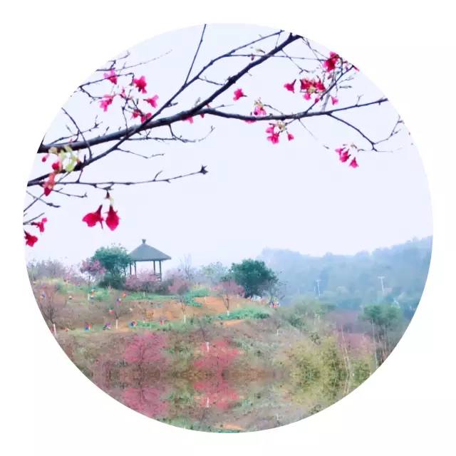 樱花诗词大会,樱花节诗词大会互动