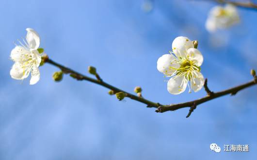 这个元宵不寂寞!南通首届梅花节本周开展,看点多多!