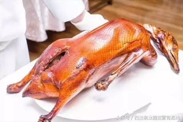 鹅肉的100种做法,关于鹅肉的美食有哪些