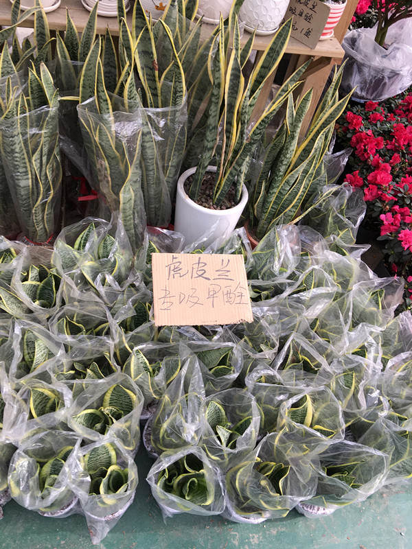 年宵花市探“鲜”记(一)之孤独的花大姐