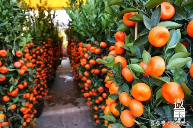 英德美丽的花街,英德花街