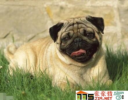 纯黑狗狗品种大全,狗狗品种大全智商排名