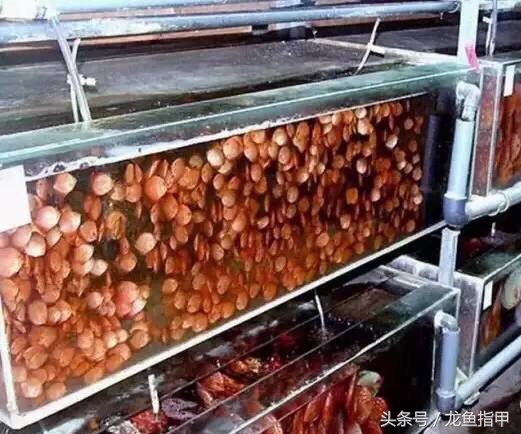 德国鱼场告诉我们，滴流看看就好，没必要完全照搬