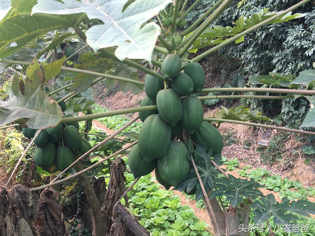 适合深圳种植的植物,深圳适合种植的植物