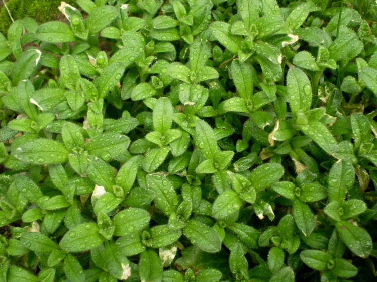 农村路边常见的中草药你认识几种,农村常见中草药盘点