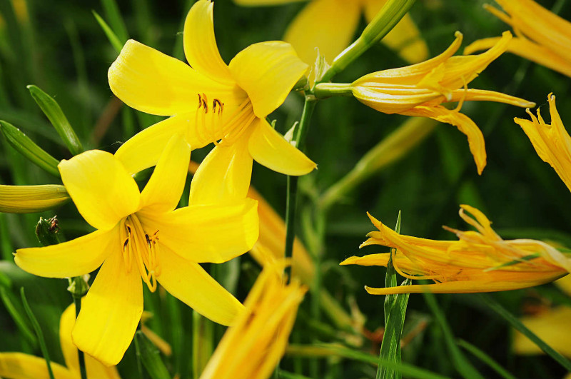 农村路边常见的中草药你认识几种,农村常见中草药盘点