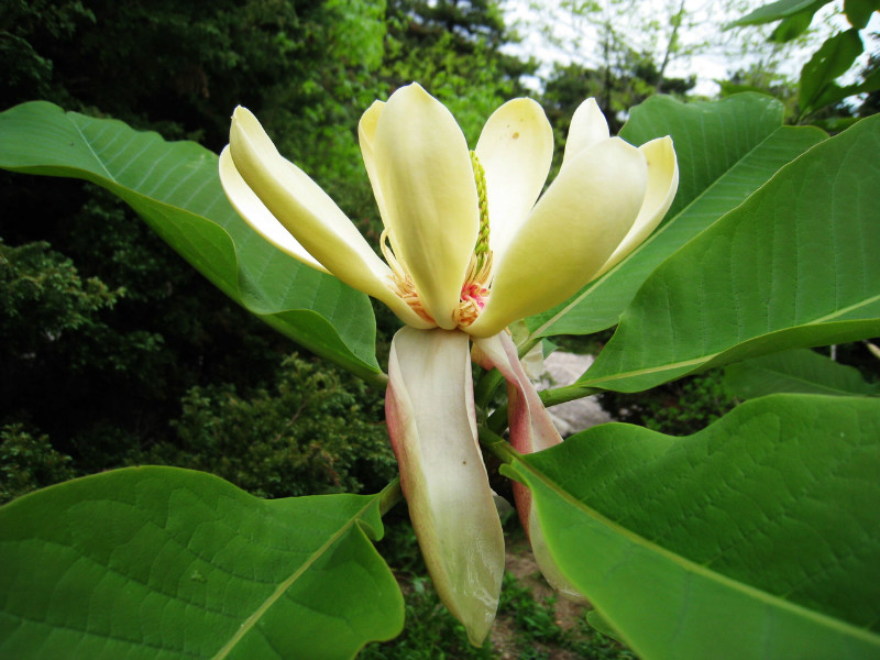 农村路边常见的中草药你认识几种,农村常见中草药盘点