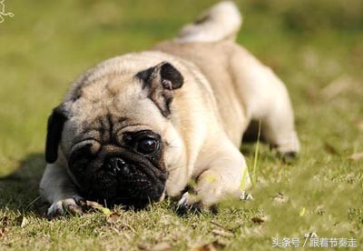 呆萌宠物，猜猜是啥电影中的主人公