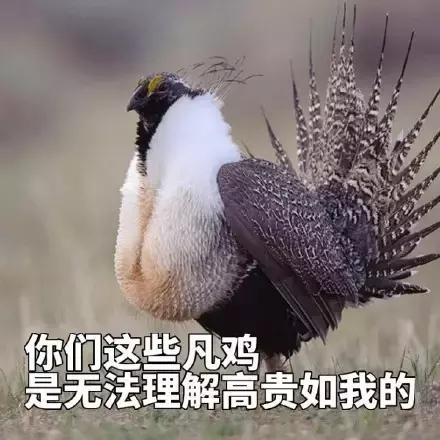 各大牌鸡年限定款,外国人对“鸡”有什么误会?