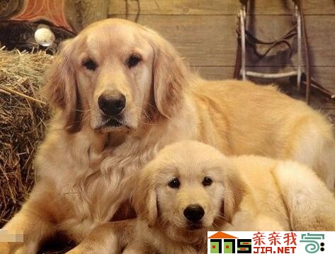 纯黑狗狗品种大全,狗狗品种大全智商排名