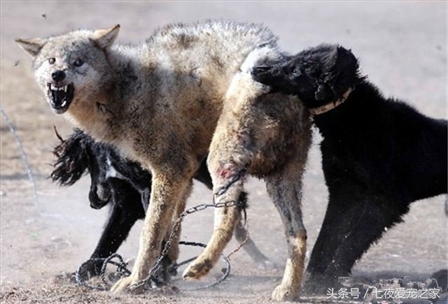 一只令无数人羡慕的小狗的故事,一条通人性而又忠诚的狗的故事