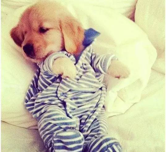 十大狗粮排行榜！选对狗粮很关键！