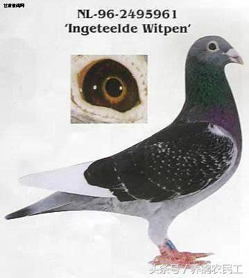 著名赛鸽家杨阿腾,赛鸽血统杨阿腾