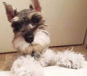 狗狗为什么断尾有什么好处,人类给柯基断尾残忍吗