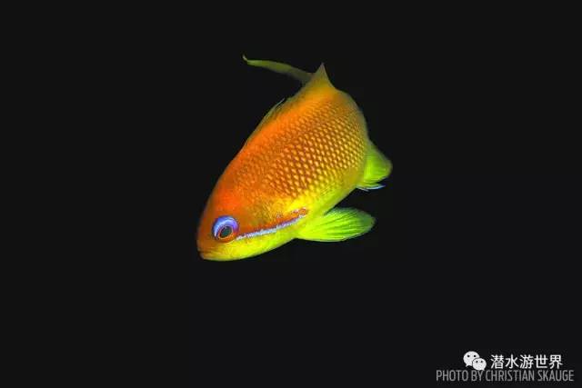 变性、伪装、雌雄同体--谁是微距世界的奇葩?