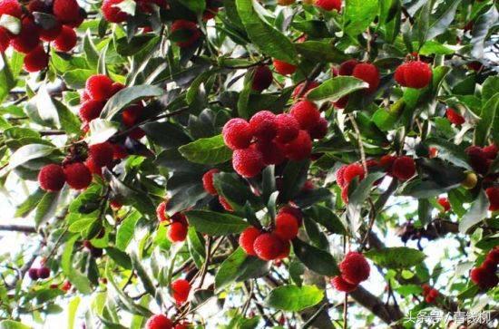 杨梅大树矮化高产技术,杨梅高产施什么肥料