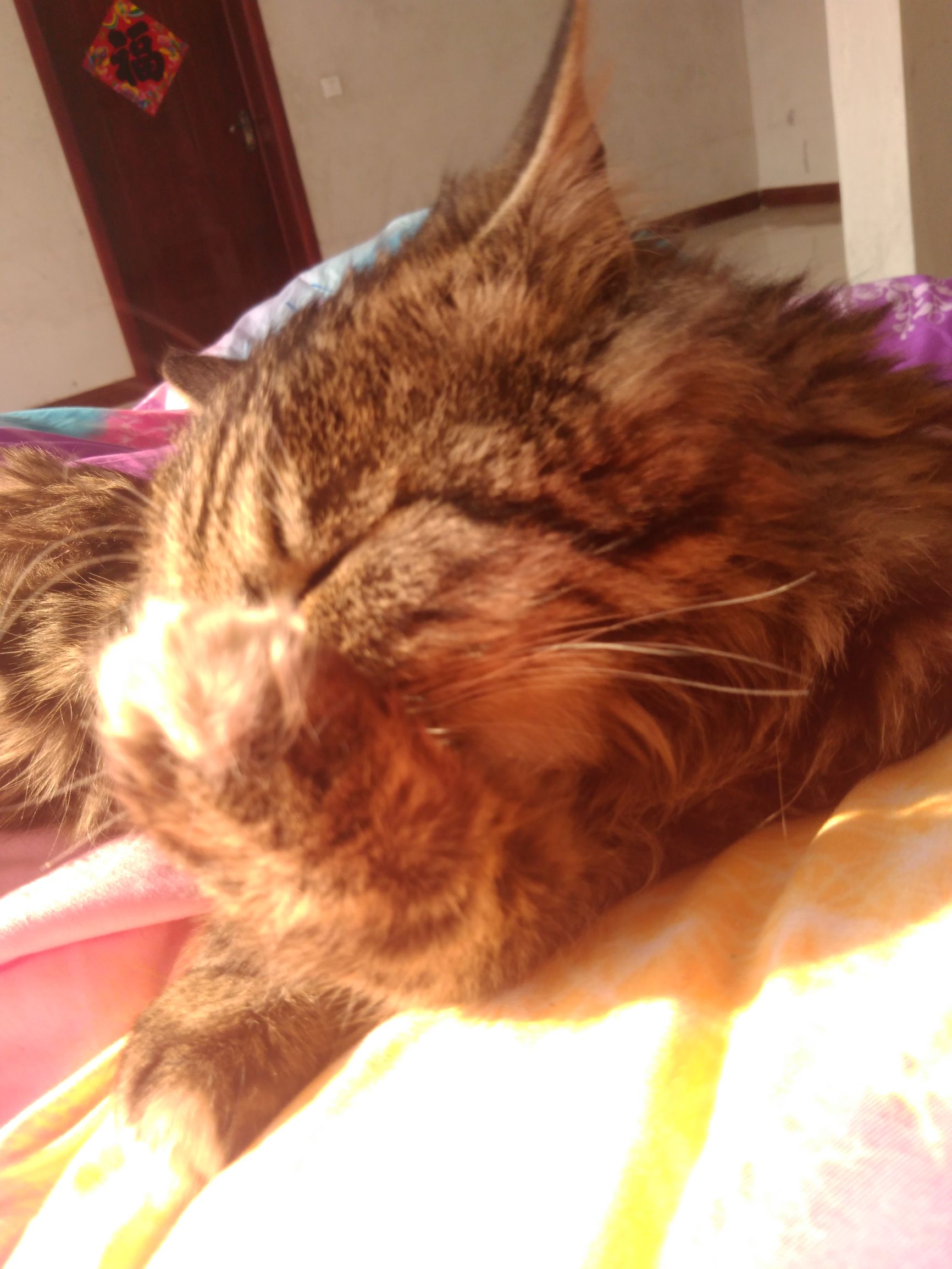 养了个假狗会怎么样,养了一只假猫真的不好吗