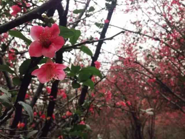 鑺辨捣閲嶇鏉ヨ,鑺辨捣鏉ヨ