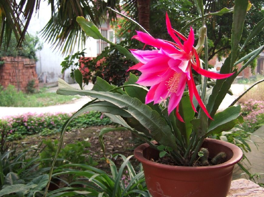 令箭荷花图片大全盆栽,令箭荷花盆栽图片大全