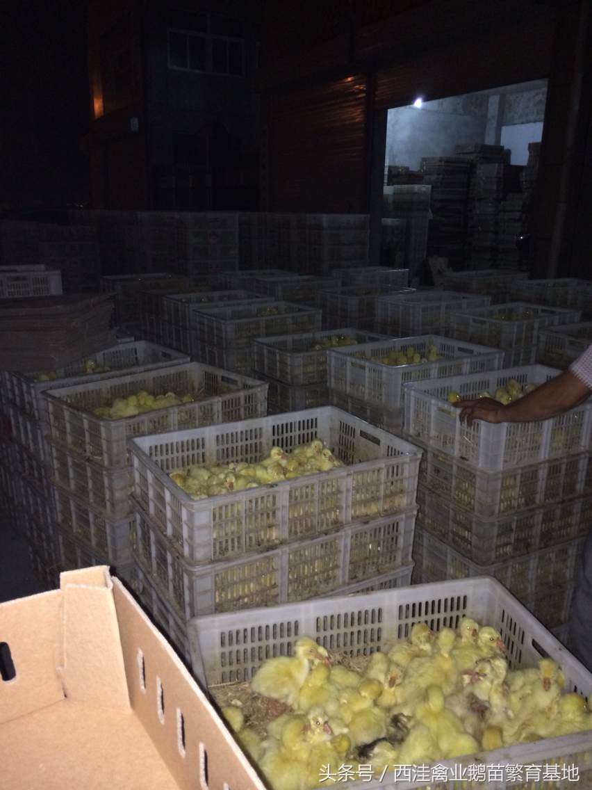 散养鹅的鹅病诊断防治,西洼禽业鹅苗繁育基地