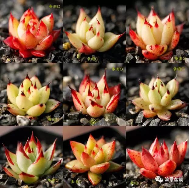 多肉盆里长杂草怎么办,多肉盆里长出的杂草