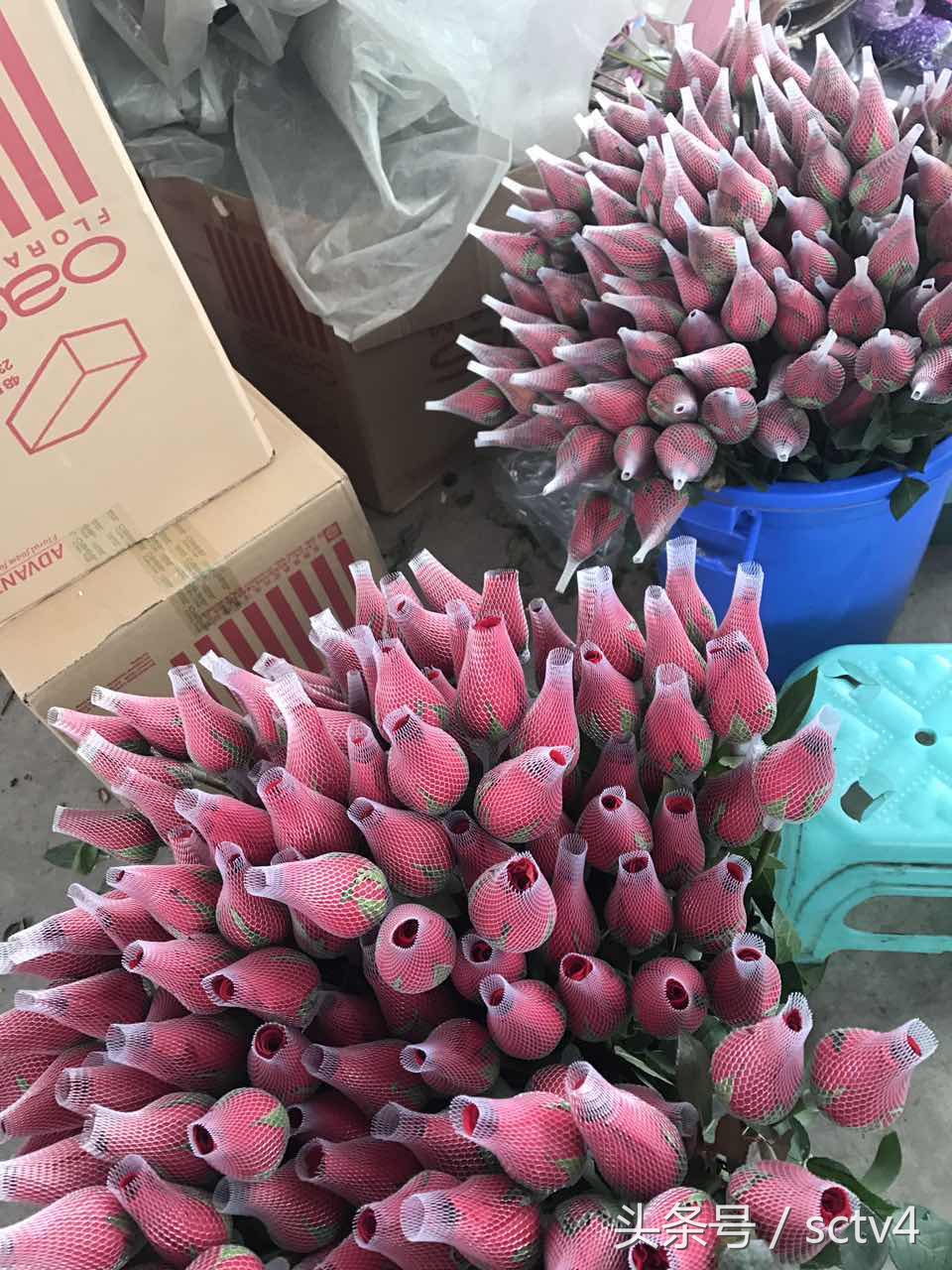 玫瑰价格今日行情,最近玫瑰还会涨价吗