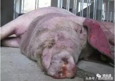 猪皮肤发紫红是什么病,猪皮肤发紫怎么回事