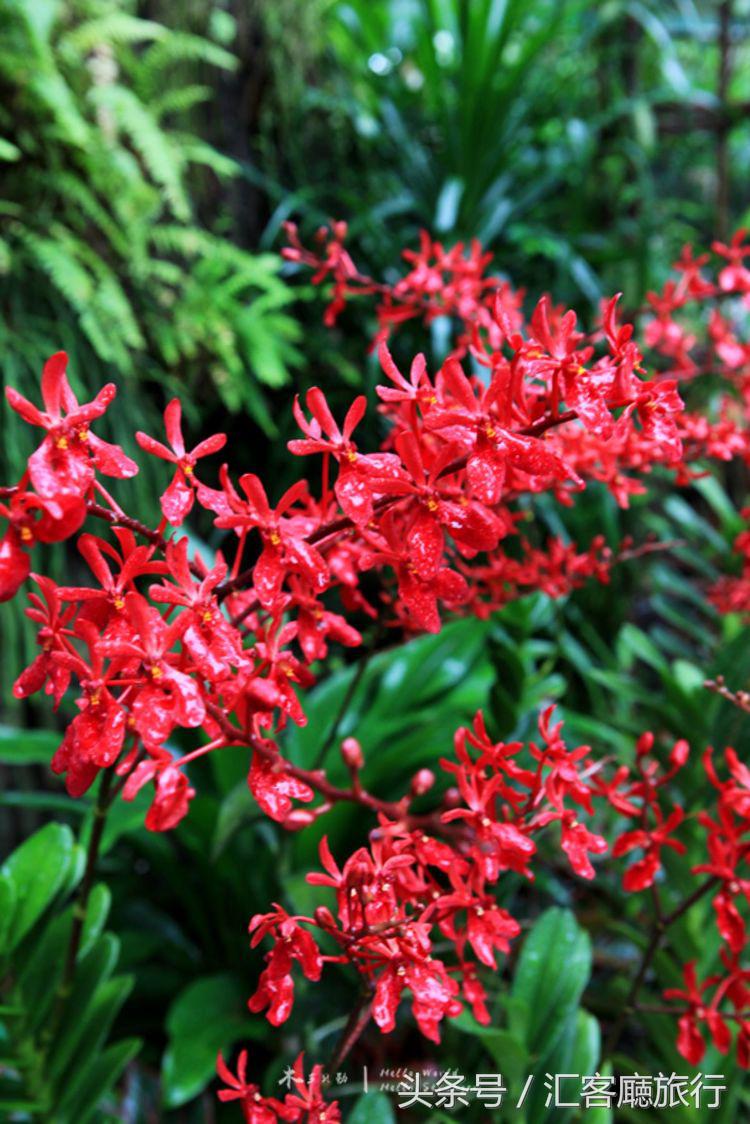 汇客厅2020,狮城新加坡旅游掠影