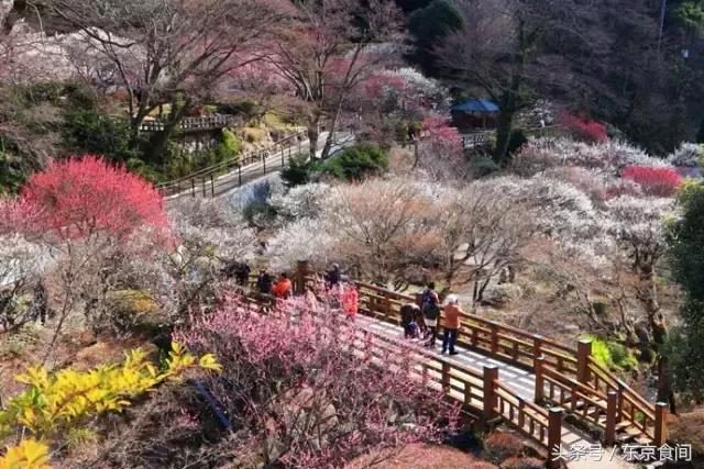 春节去日本赏樱花哪个岛最合适,冬季去日本怎样赏樱花