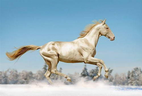 外国真品汗血宝马,汗血宝马多少钱一匹在美国