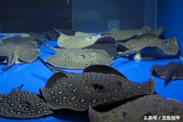 德国鱼场告诉我们，滴流看看就好，没必要完全照搬