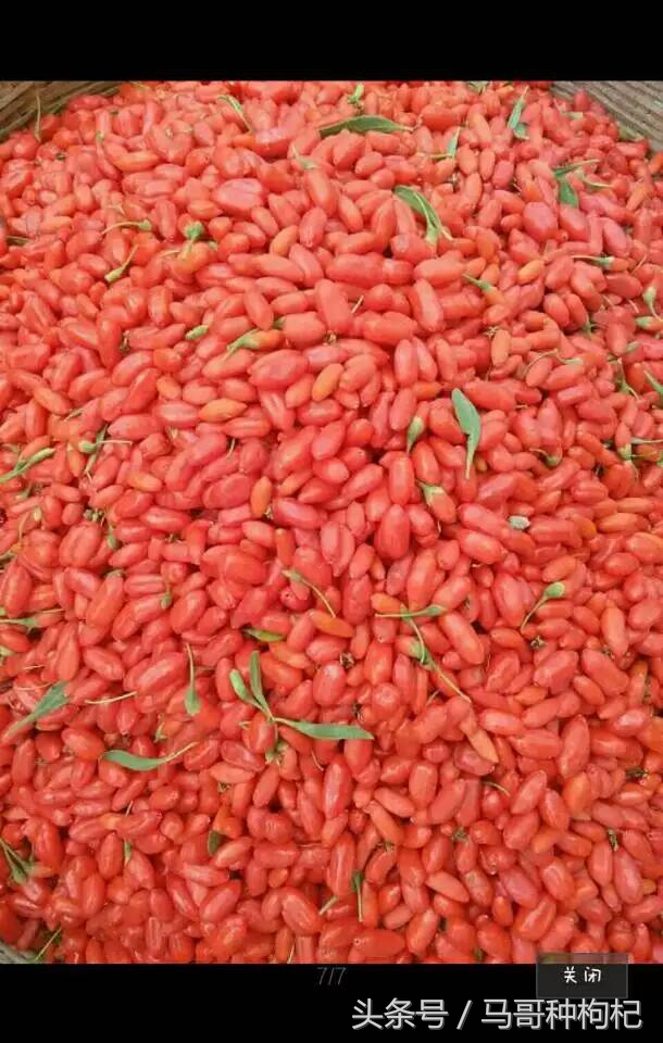 宁夏枸杞甲天下采摘视频,宁夏枸杞的来历及特色